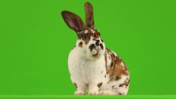 会说话的兔子正看着绿色屏幕上的摄像机 — 图库视频影像
