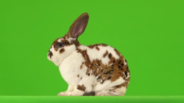 兔子开始在绿色的屏幕上洗澡 — 图库视频影像