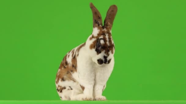 Beautiful Spotted Bunny Licks Its Hair Green Screen — Stock Video