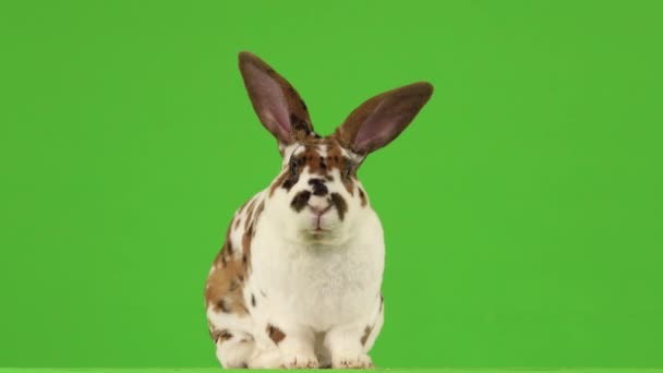 Hermoso Conejo Manchado Está Lavando Una Pantalla Verde — Vídeo de stock