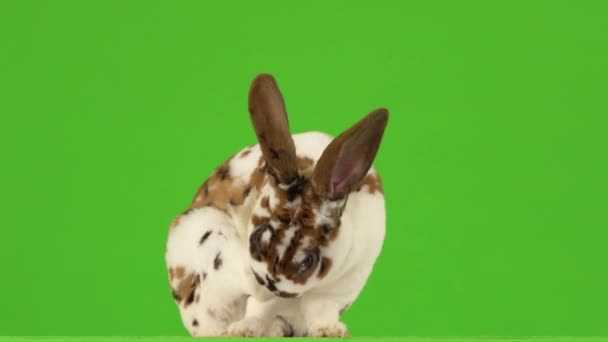 美しい斑点のあるウサギは緑の画面でその足をブラッシングしています — ストック動画