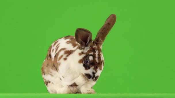 Красивый Пятнистый Кролик Умывается Зеленом Экране — стоковое видео