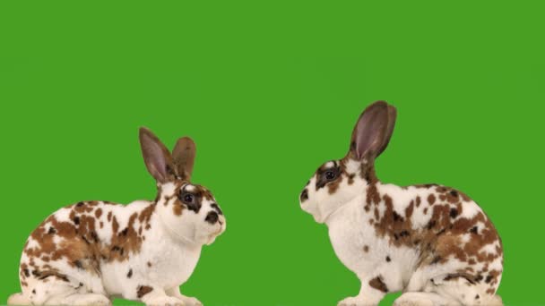 緑の画面に2匹のウサギを噛む — ストック動画