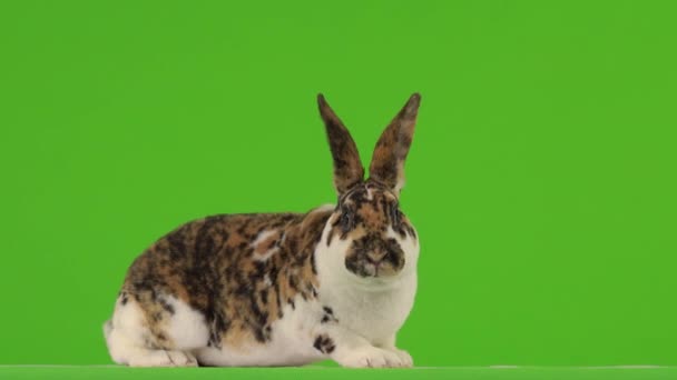 Conejo Está Masticando Una Pantalla Verde — Vídeo de stock