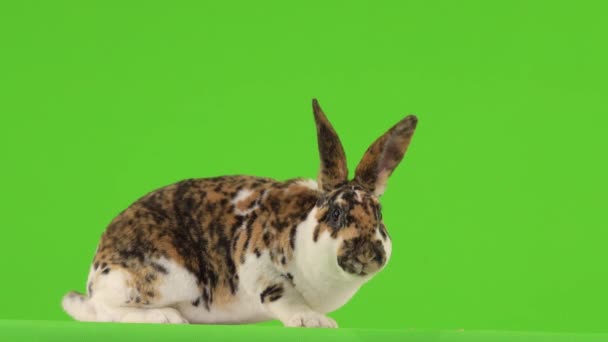 ウサギは緑色の画面で噛む — ストック動画