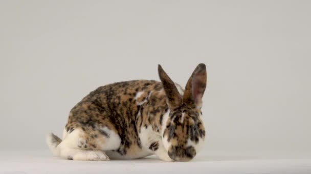 Conejo Está Mirando Cámara Una Pantalla Blanca — Vídeos de Stock