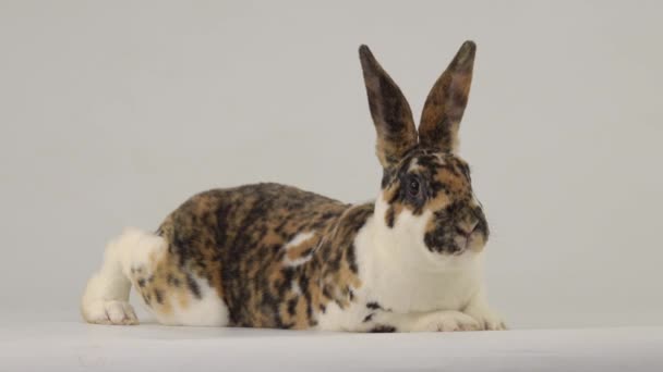 Kaninchen Blickt Auf Weißem Bildschirm Die Kamera — Stockvideo
