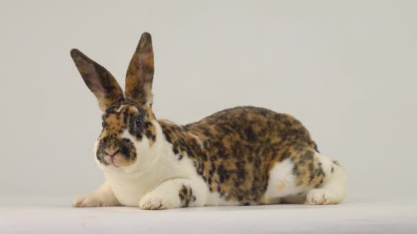 Rabbit Looking Camera Run Away White Screen — Stock Video