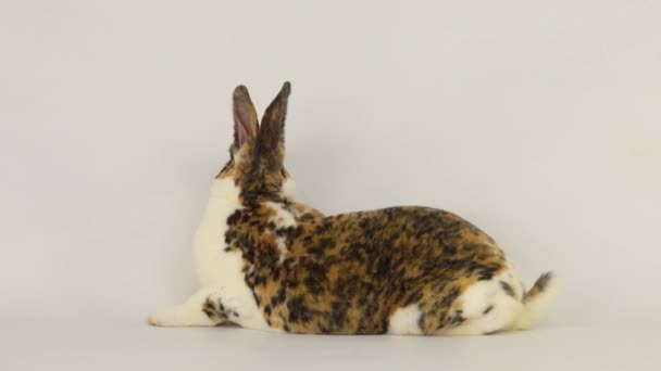 Rabbit Turns Away Looks Camera One Turns Back — Stock Video