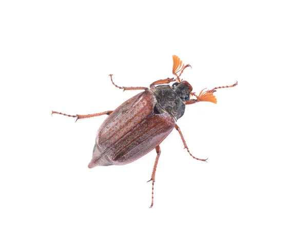 Beyaz Arka Planda Damlacıkları Olan Chafer Böceği — Stok fotoğraf