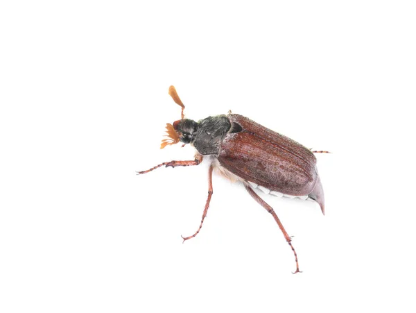 Chafer Beetle Isolated White Background — Stock Photo, Image
