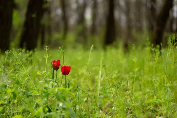 Deux Tulipes Solitaires Poussant Dans Forêt — Photo