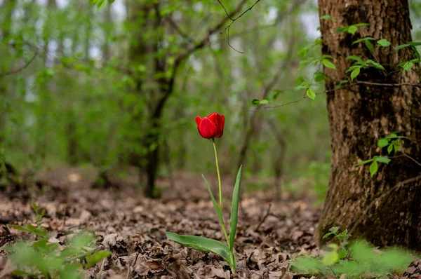 在森林里生长的孤零零的郁金香 — 图库照片