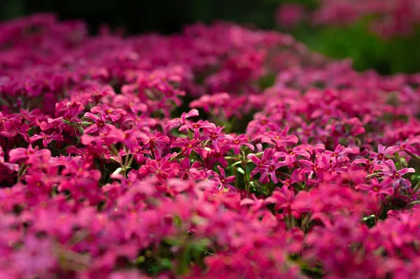 Ροζ Λουλούδια Phlox Subulata Μεγαλώνουν Ένα Προσωπικό Οικόπεδο — Φωτογραφία Αρχείου