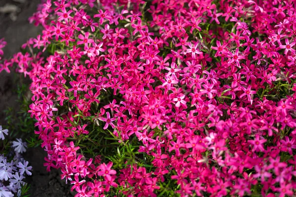 Pembe Phlox Subulata Çiçekleri Kişisel Bir Arsada Yetişir — Stok fotoğraf