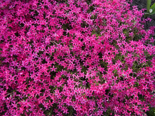 Flores Rosa Phlox Subulata Flores Crescem Enredo Pessoal — Fotografia de Stock