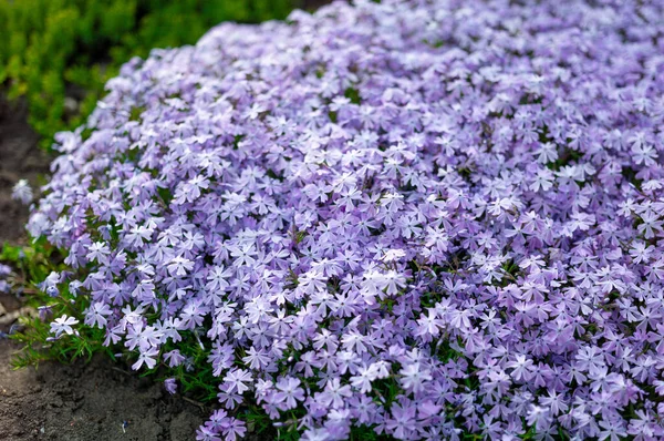 Phlox Subulata Flowers Flowers Grow Personal Plot — Stock Photo, Image