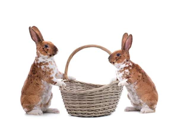 白い背景に隔離されたイースターバスケットの近くに2匹のウサギが立っています — ストック写真