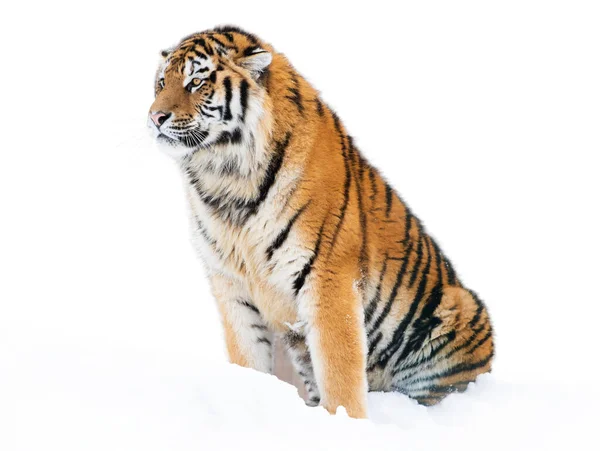 Tigre Siede Nella Neve Inverno — Foto Stock