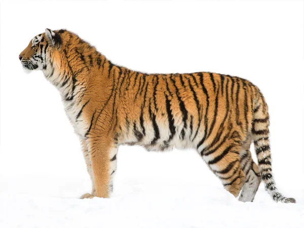 Tiger Står Snøen Vinteren – stockfoto