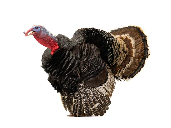 Angry Turkey Isolated White Background Year Weight Kilograms — Stock Photo, Image