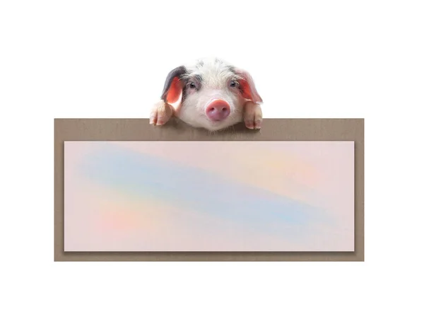 Schwein Mit Blatt Für Ein Textschreiben — Stockfoto