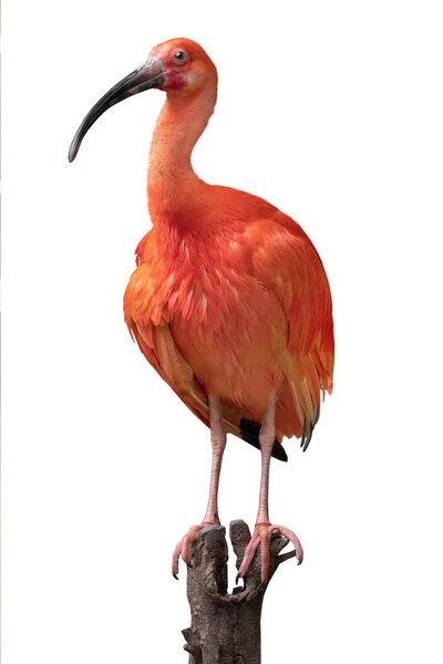 Scarlet ibis isolated on white background.