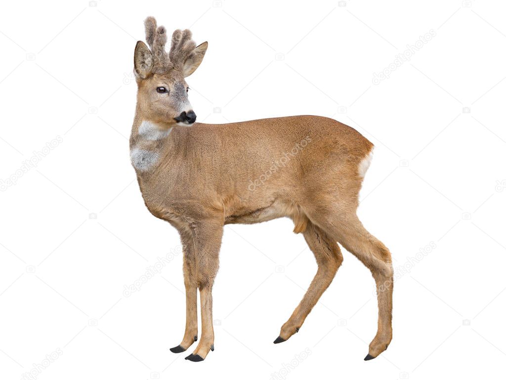 fallow deer isolated on white background.