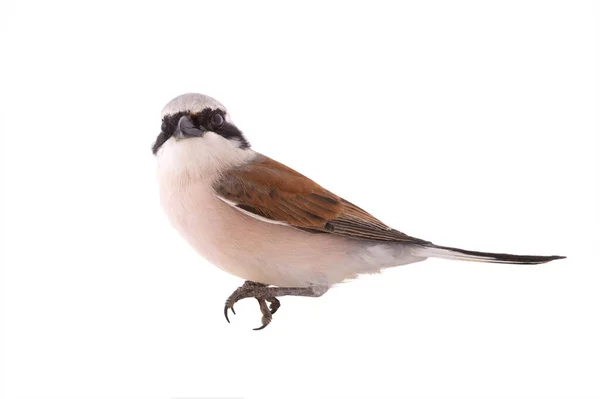 Vermelho Apoiado Shrike Isolado Fundo Branco — Fotografia de Stock