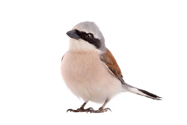 Rood Back Shrike Geïsoleerd Witte Achtergrond — Stockfoto