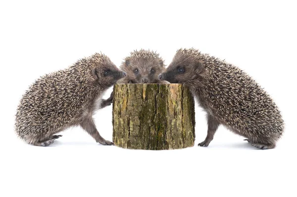 Tres Erizos Cerca Del Cáñamo Aislados Sobre Fondo Blanco —  Fotos de Stock