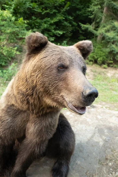 Portret Bruine Beer Achtergrond Van Bossen Het Wild Zomer — Stockfoto