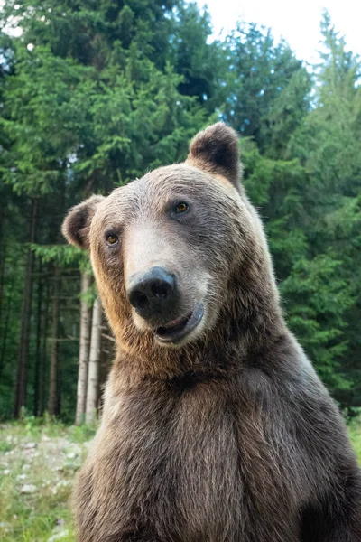 夏野林背景下的肖像性棕熊 — 图库照片