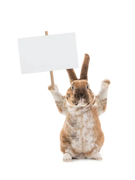 Милий Кролик Тримає Порожній Білий Банер — стокове фото