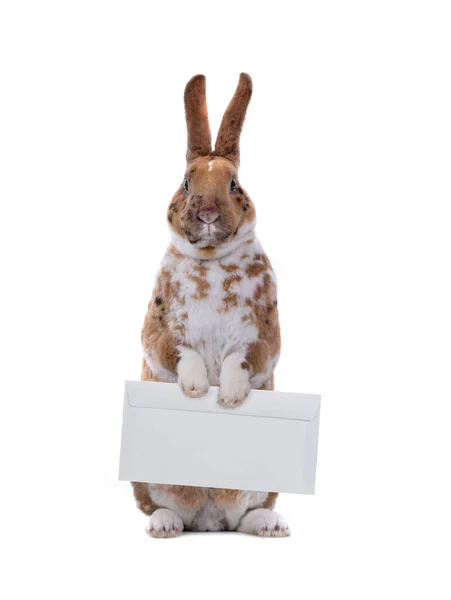 Lindo Conejo Con Sobre Correo Aislado Sobre Fondo Blanco — Foto de Stock