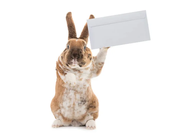 Niedliches Kaninchen Mit Briefumschlag Isoliert Auf Weißem Hintergrund — Stockfoto