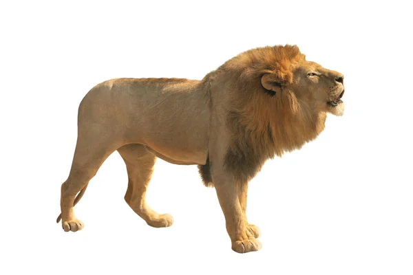 被白色背景隔离的秃头狮子 — 图库照片