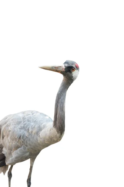 Gray Crane Isolated White Background — Stock Photo, Image