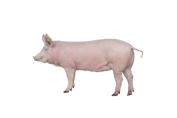 Impfung Für Große Schweine Isoliert Auf Weißem Hintergrund — Stockfoto