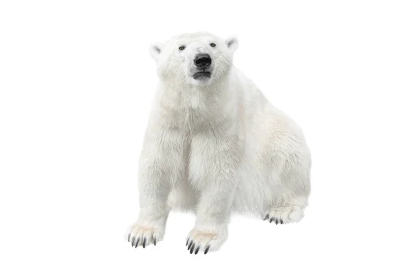 Arctic White Bear Isolated White Background — Stock Photo, Image