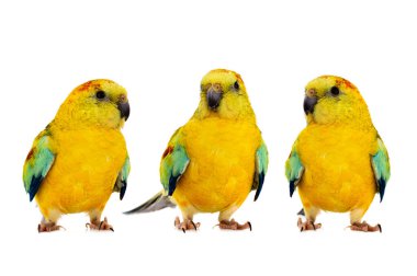 Beyaz arkaplanda üç papağan (hematonotus psephotus) izole edildi