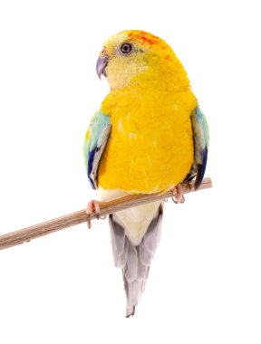 Beyaz arka planda izole papağan erkek (hematonotus psephotus)