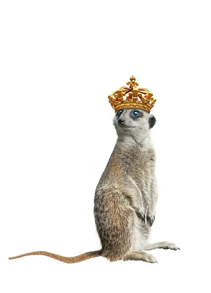 Lâche Meerkat Debout Couronne Royale Isolé Sur Fond Blanc — Photo