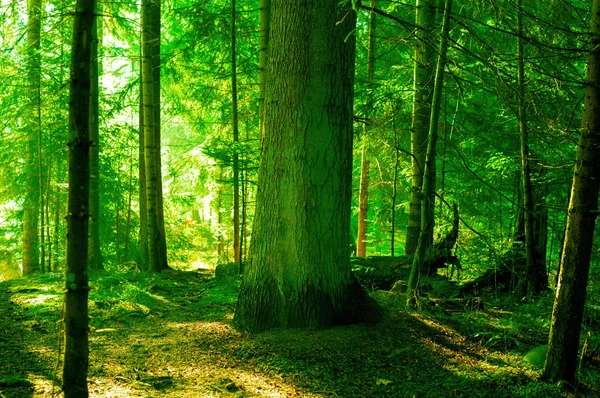 Foresta Verde Alla Luce Del Sole — Foto Stock