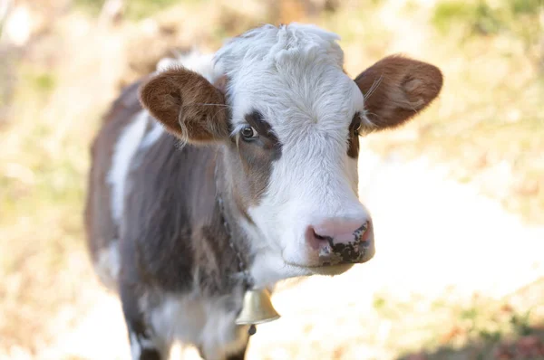 Portret Van Een Koe Grazend Het Weiland — Stockfoto