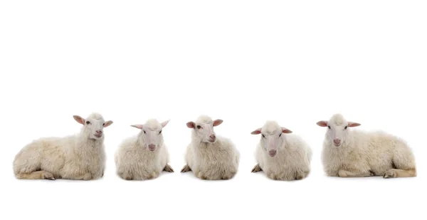 Fünf Liegende Schafe Isoliert Auf Weißem Hintergrund — Stockfoto