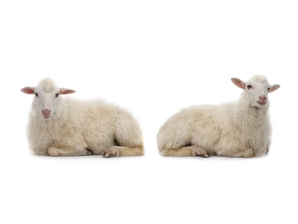 Dos Ovejas Acostadas Aisladas Sobre Fondo Blanco — Foto de Stock