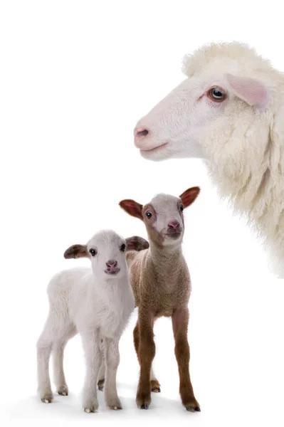 Μητέρα Πρόβατα Και Μικρά Πρόβατα Που Απομονώνονται Λευκό Φόντο — Φωτογραφία Αρχείου