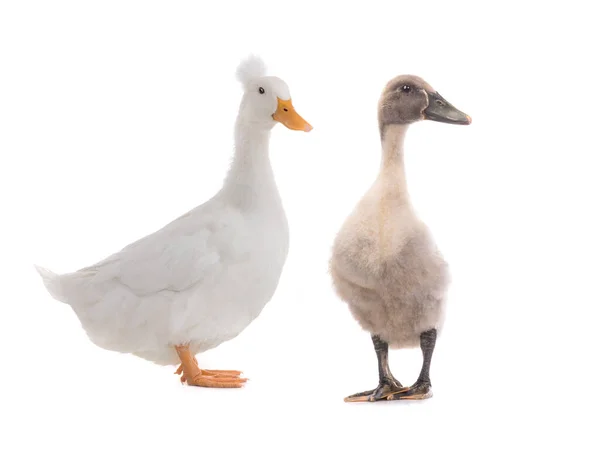 Jeune Canard Debout Beau Canard Blanc Isolé Sur Fond Blanc — Photo