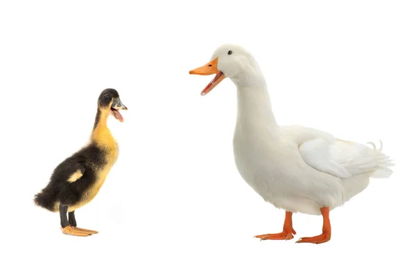 Duck Young Ducks White Background — Stock Photo, Image